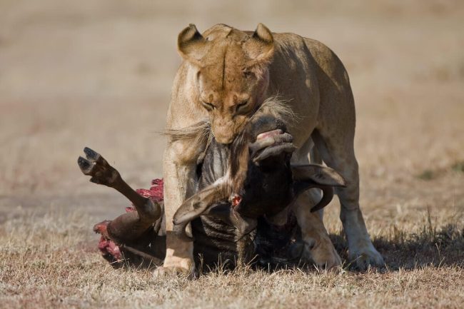 Complete guide to Tanzania