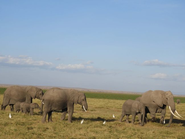 Amboseli national park