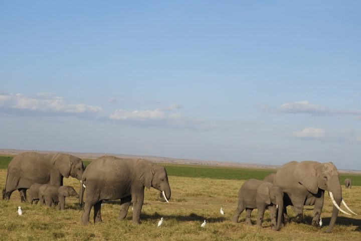 Amboseli national park