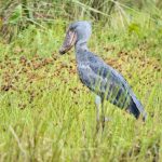 Gorillas Chimpanzees Big Five Shoebill