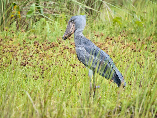 Gorillas Chimpanzees Big Five Shoebill