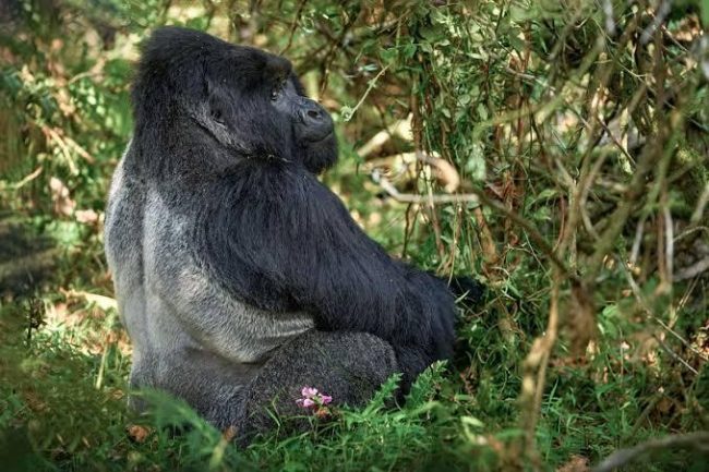 How safe is gorilla trekking