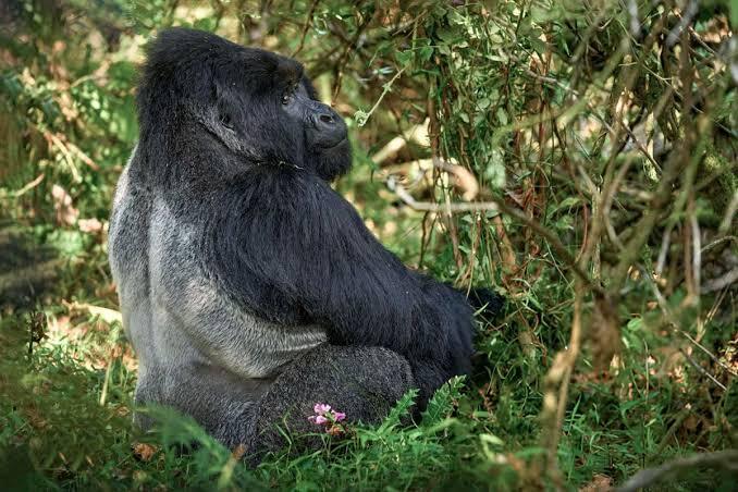 How safe is gorilla trekking