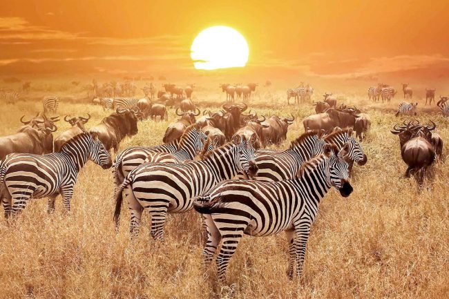 Katavi National Park