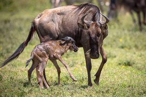 Wildebeest Calving