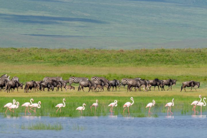 Ndutu Lake