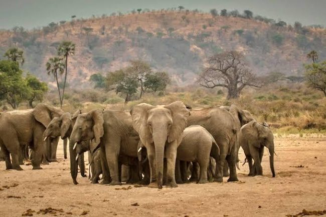 Ruaha National Park
