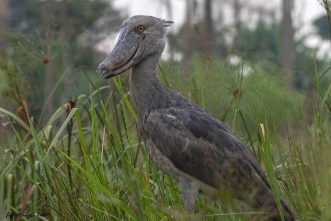 Where to do birding in Uganda
