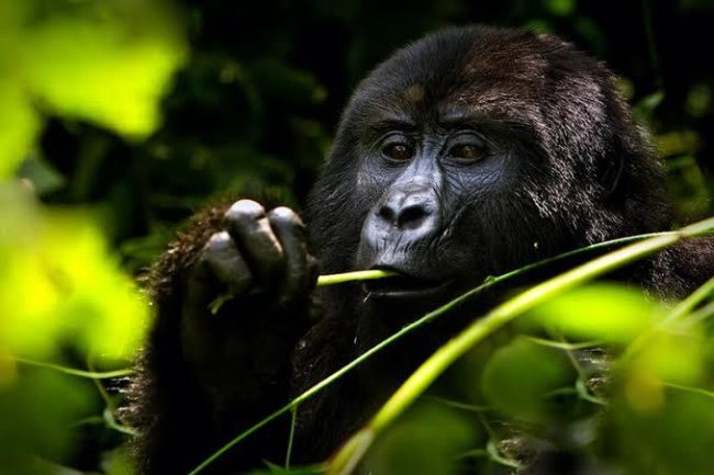booking a gorilla trekking experience in advance