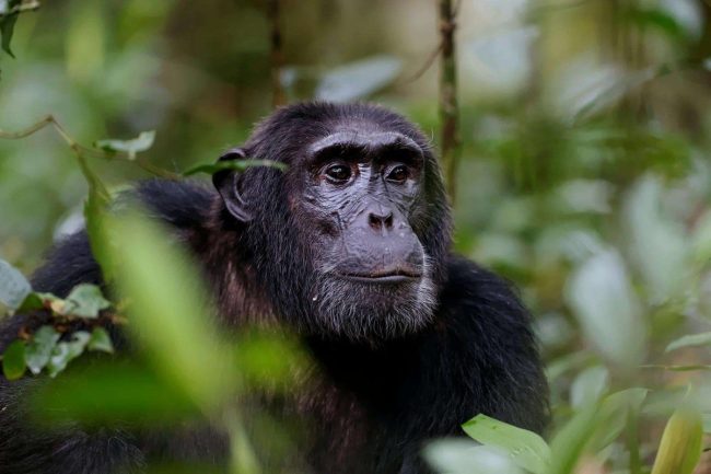 Chimpanzee trekking in Mahale Mountains National Park