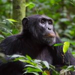 chimpanzee trekking in Kibale National Park