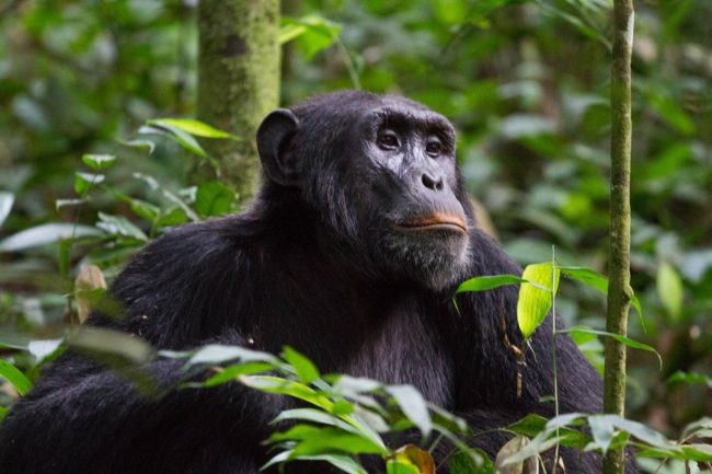 chimpanzee trekking in Kibale National Park