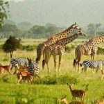 Uganda safari holidays