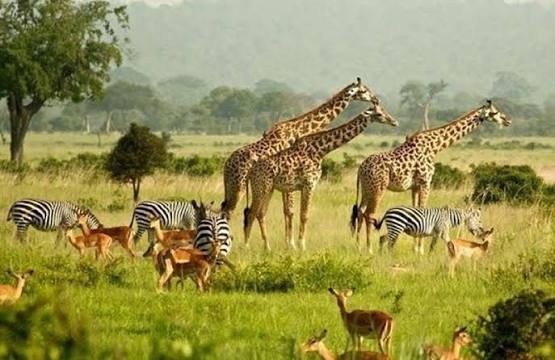 Uganda safari holidays