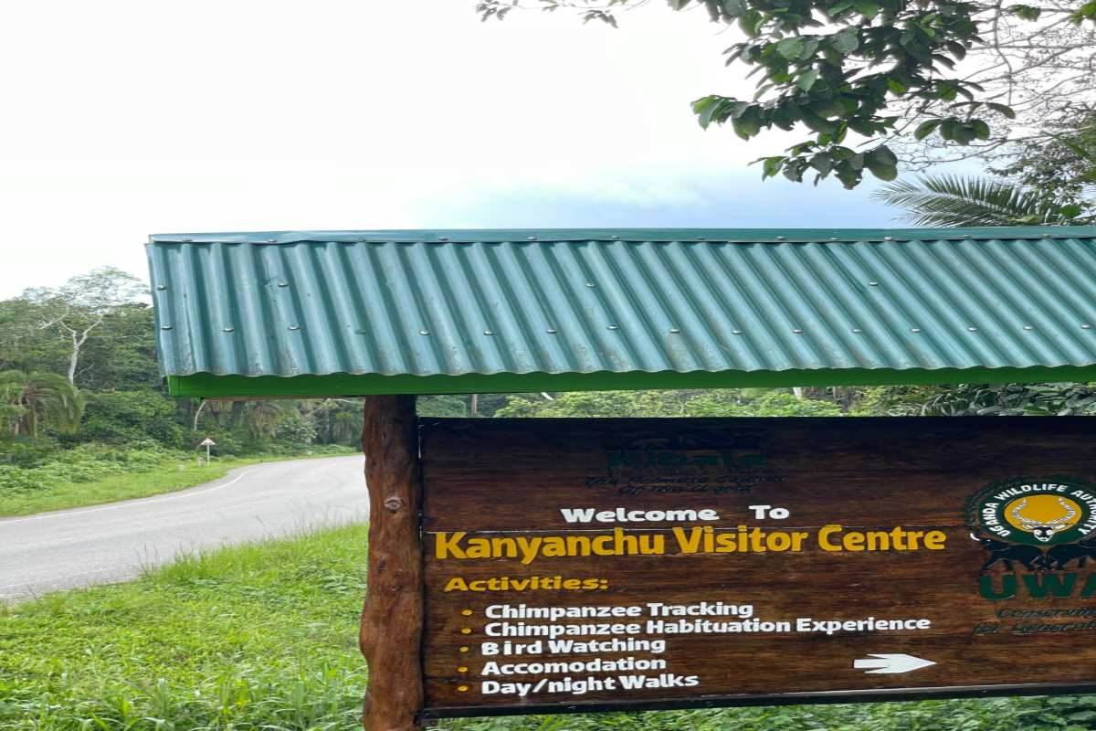 2 days chimpanzee tracking in kibale