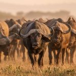 7 days Ngorongoro-Serengeti and Tarangire