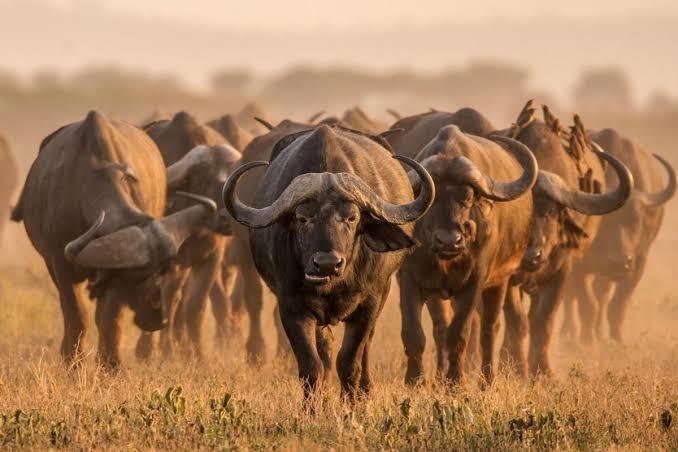 7 days Ngorongoro-Serengeti and Tarangire