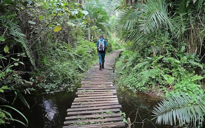 BIGODI WETLAND