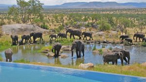 Best Accommodation in Serengeti