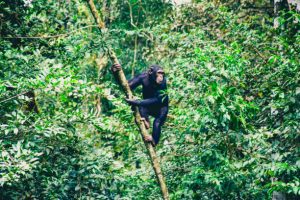 Chimpanzee Trekking in Lake Tanganyika