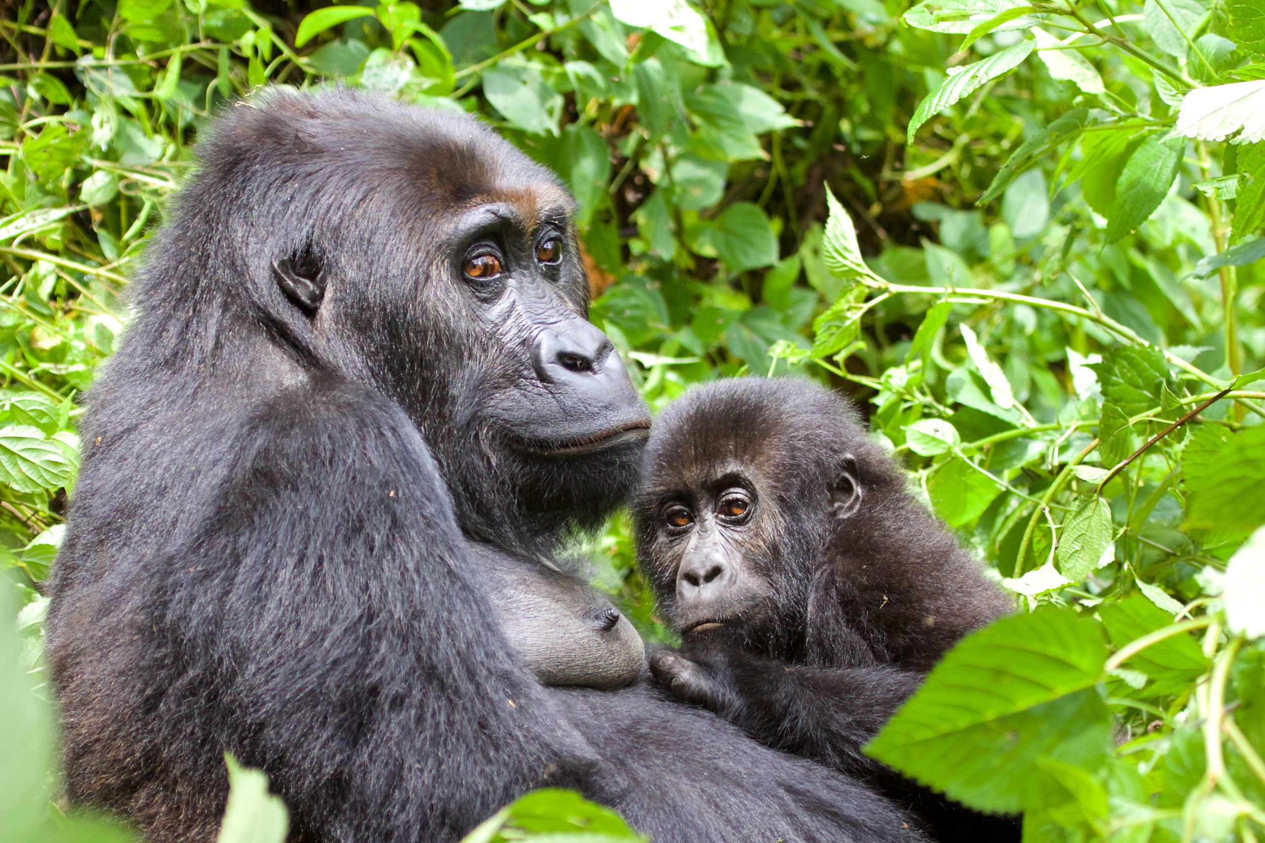 Grauer's Gorilla