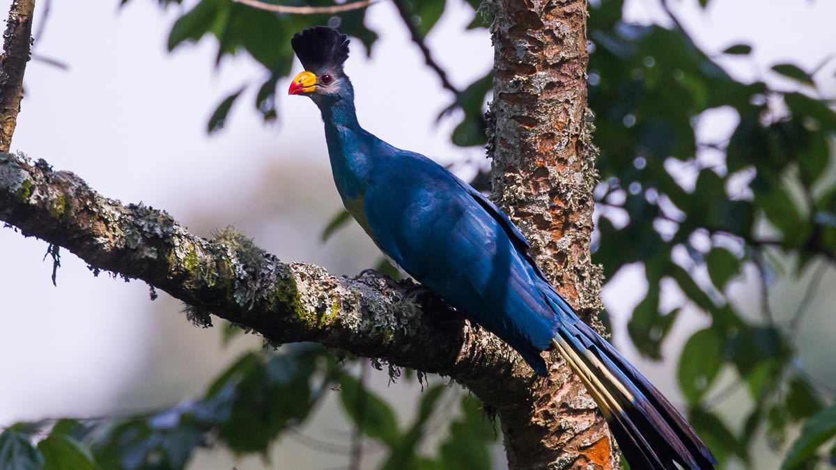 GREAT BLUE TURACO IN KIBLAE