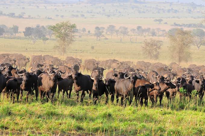 How to Get to Kidepo Valley National Park