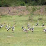 Kagera wetland