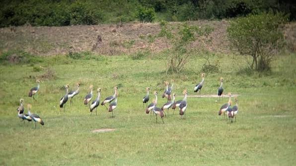 Kagera wetland