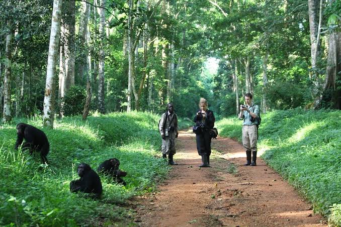 Kaniyo Pabidi | chimpanzee tracking | bird watching