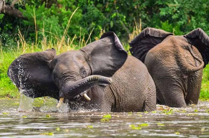 Karuma Wildlife Reserve,