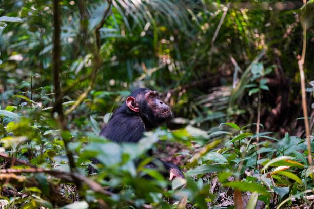 Low-season gorilla and chimpanzee permits Uganda