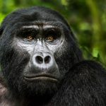 Silverback mountain gorilla in an African rainforest