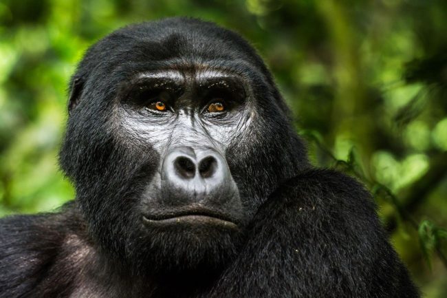 Silverback mountain gorilla in an African rainforest