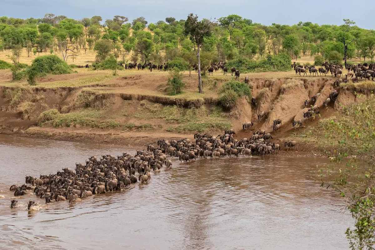 Mara River Crossing