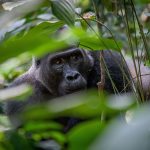 Odzala gorilla-trek