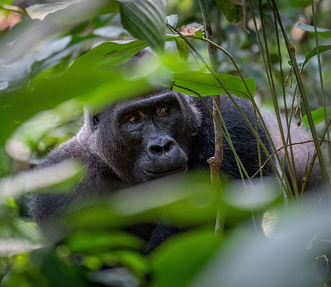 Odzala gorilla-trek
