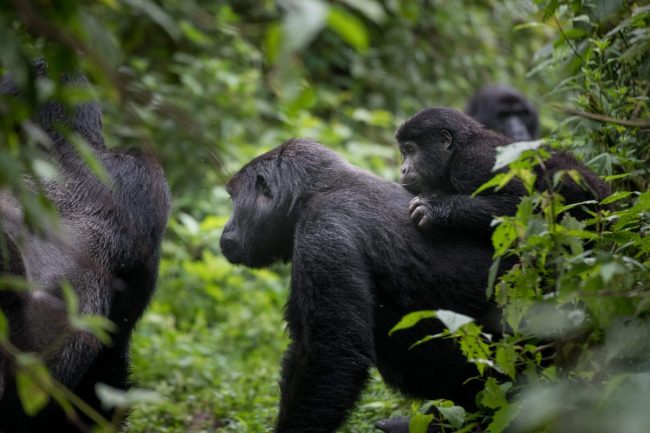 Oruzogo gorilla family