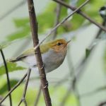 Red-faced Woodland Warbler