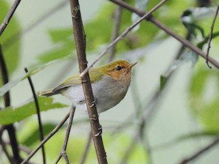Red-faced Woodland Warbler