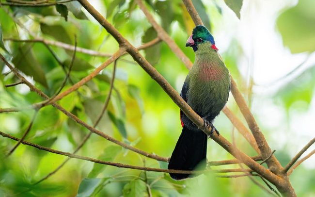 TURACO RWENZORI