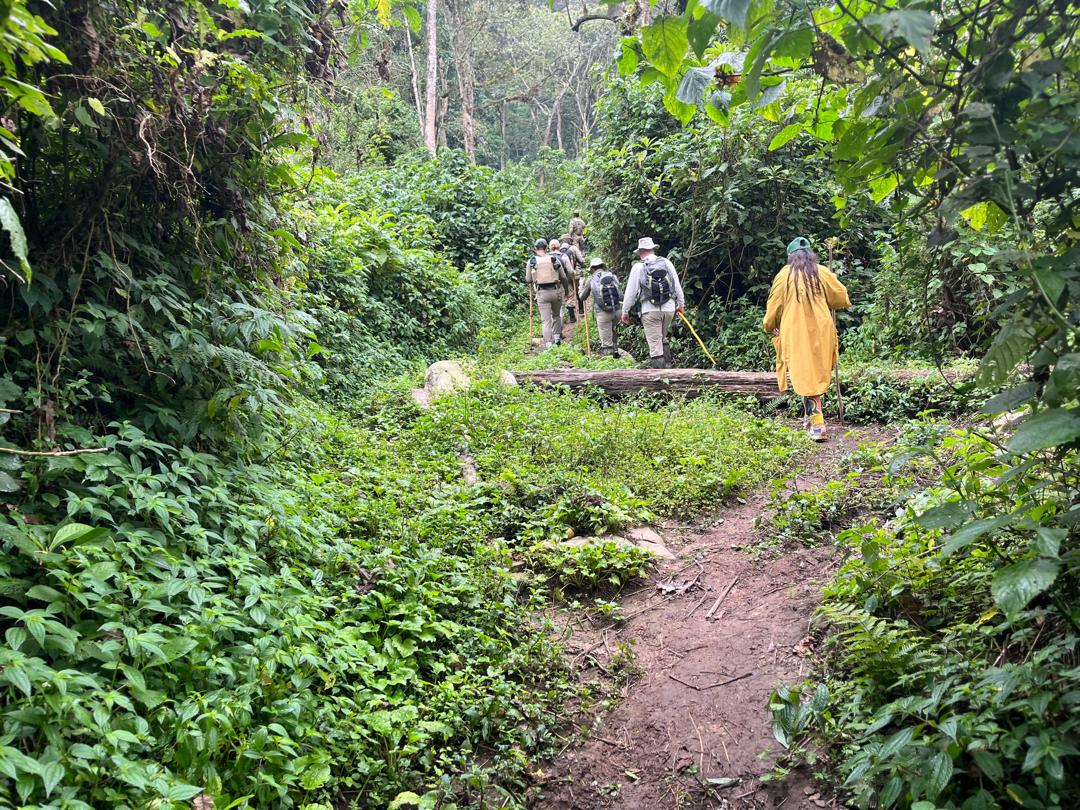 Low Season Gorilla Trekking in Uganda