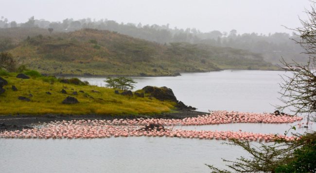 arusha park
