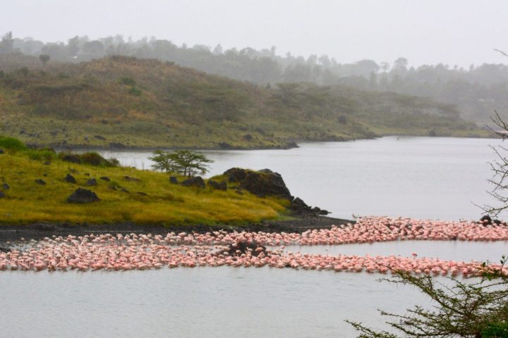 arusha park