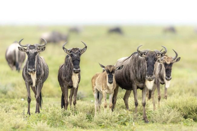 best time to visit calving season