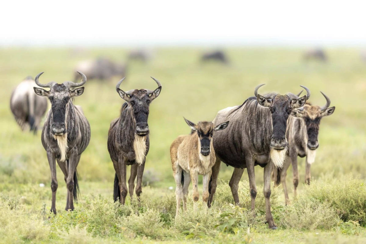 best time to visit calving season