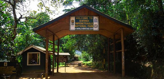 buhoma Gorilla tracking sector