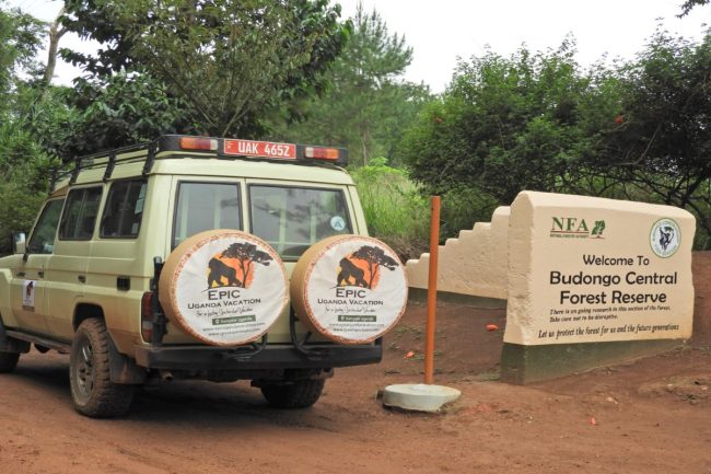 Budongo Central Forest Reserve | Chimpanzee Tracking & Birdwatching