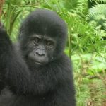 Busingye gorilla family