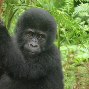 Busingye gorilla family
